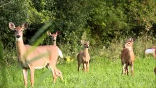 Whitetail Deer Does and Fawns