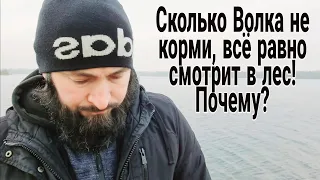 Сильные слова про Волка