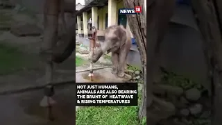 Baby Elephant Beats The Heat By Drinking Water From A Hand Pump | #Shorts | Viral | CNN News18