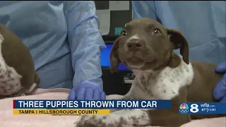 "I'm fighting back tears," woman reacts to rescuing puppies thrown from moving car