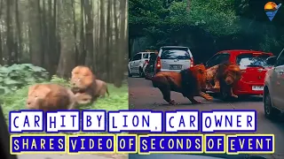 VIRAL! Car Hit by Lion, Car Owner Shares Video of Seconds of Event