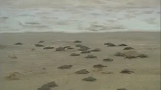 Sea turtle nesting season begins May 1
