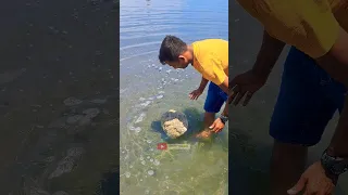 Ram Setu | Dhanushkodi Rameshwaram, Tamilnadu | #ramsetu #rameshwaram #tamilnadu #india