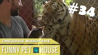 СМЕШНЫЕ ЖИВОТНЫЕ И ПИТОМЦЫ #34 ФЕВРАЛЬ 2019 [Funny Pet House] Смешные животные