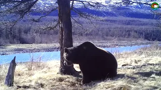 Медведь и дерево. Плато Путорана./A bear and a tree.