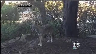 Pack Of Coyotes Surround Dog Walker In San Francisco's Presidio