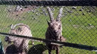 Козерог в зоопарке Большеречье