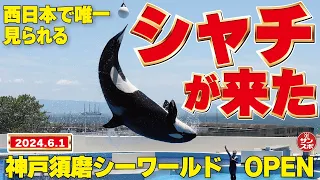 【密着!シャチのトレーニング!】神戸須磨シーワールドが2024年6月1日オープン!