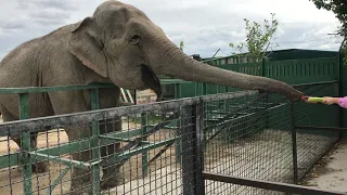 Слон доволен и улыбается посетителям! Тайган The elephant smiles at the visitors! Taigan