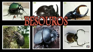 BESOUROS