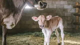Brand New Milk Cow CALF! (seconds old)