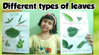 different kinds of leaves | Types of leaves in hindi | पत्तियाँ | different leaves evs in hindi