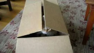 Cat in the hat box.avi