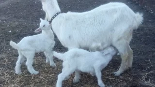 Выращивание козлят. Под козой или выпаивание?