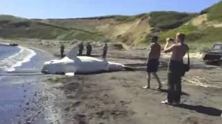 Большая белая акула стала добычей сахалинских рыбаков