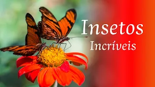 O incrível mundo dos insetos | vídeo para criança | super legal
