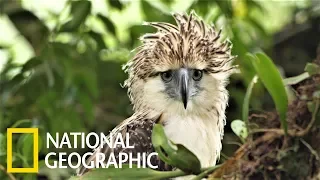 一睹雄偉、稀有的「鷹中之虎」──菲律賓鷹《國家地理》雜誌