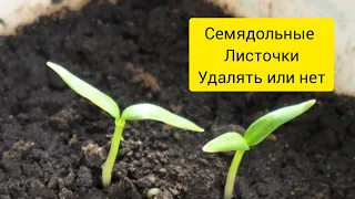 Можно ли удалять семядольные листочки на Томатах?