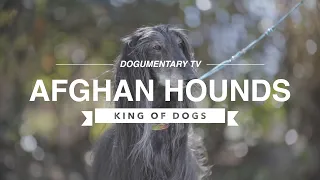 ALL ABOUT AFGHAN HOUNDS: THE DESERT HUNTER