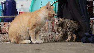 It's too fun to see a kitten's quarrel [Protective kitten]