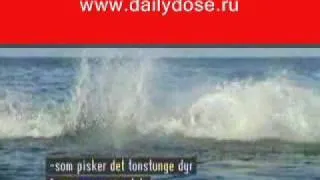 Атака акулы Shark attack! Amazing video!