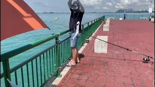 Bedok Jetty, Day 1 from 8, many escaped, some landed. Many Mackerel bites, cut lines