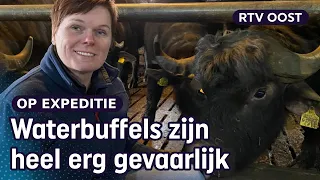 Boerin Carina houdt geen koeien maar waterbuffels: "Weet precies welke ik eet" | RTV Oost