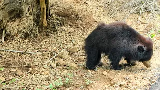 Sloth Bear 🐻 Bannerghatta Wildlife Safari