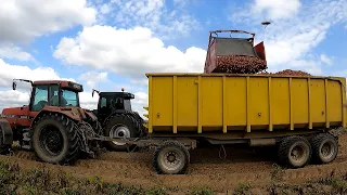 Wykopki 2022 i przygotowania drugiego kombajnu Grimme SE 150-60 Case IH Magnum 7210.