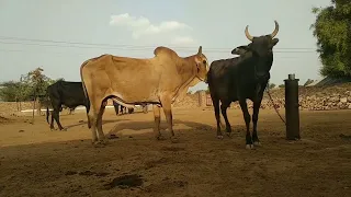 YOUNG bull v cow sex breeding ! Cow sex  MEETING! LIFE RAJASTHAN