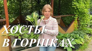 Хосты в горшках, секреты и ошибки выращивания