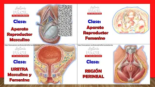 🥇MALE AND FEMALE REPRODUCTIVE SYSTEM, URETHRA AND PERINEE, How to Access the classes?