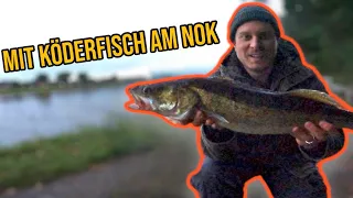 Mit Köderfisch auf Zander am Nord-Ostsee-Kanal!