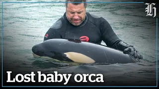 Rescuers try to reunite stranded baby orca with pod | nzherald.co.nz