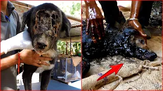 Urgent Rescue The Puppy Stuck In The Tar Can't Move Is In Danger Of Dying