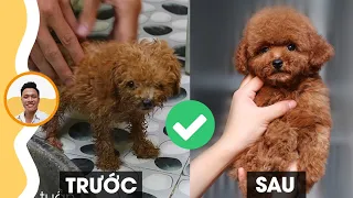 Chăm Chó - Tập 03: Hướng dẫn tắm cho chó Poodle, Phốc sóc, Pug, Phốc hươu, Corgi...