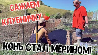 🧑‍🌾Дела тепличные и огородные... 🐎Оболванили коня где надо!