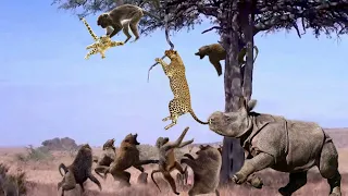 Leopard Climb A Tree To Catch Baboon To Save Baby - Rhino vs Leopard