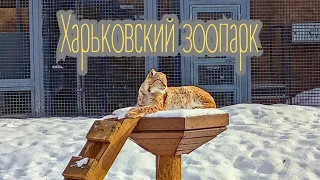 Winter in Kharkiv Zoo: There is no bad weather here