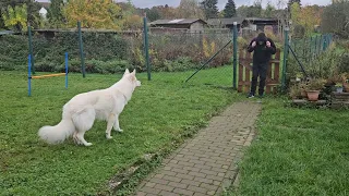 White shepherd & Owner reunion