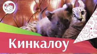 Кинкалоу на  ilikepet