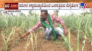 Drought in Chikodi: ಮಳೆಯಿಲ್ಲದೇ ಚಿಕ್ಕೋಡಿಯಲ್ಲಿ ಬರ ಪರಿಸ್ಥಿತಿ | ವರುಣನ ಕಣ್ಣಾಮುಚ್ಚಾಲೆಯಿಂದ ರೈತರ ಕಣ್ಣೀರು