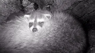 Raccoon family in the hollow log den