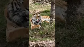 Join Judson and Olivia LIVE with two of our younger rescued tigers! 🐯 || The Wildcat Sanctuary