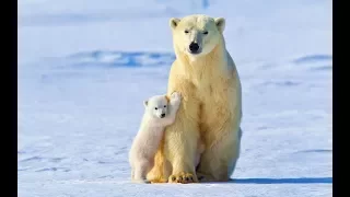 Новосибирский Зоопарк. Белые медведи 2017 /  Novosibirsk Zoo. Polar bears / 动物园。 新西伯利亚。 北极熊