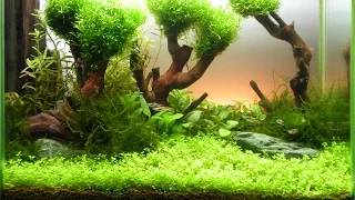 Привязал Аквариумные мхи / Strapped Aquarium mosses / DIY