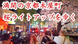 4/7(日)満開京都の桜 賑わう木屋町の桜ライトアップを歩く【4K】Cherry Blossoms in Kyoto Kiyamachi Street