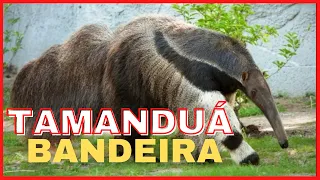 Tamandua Bandeira - um animal tipicamente brasileiro - fatos e curiosidades