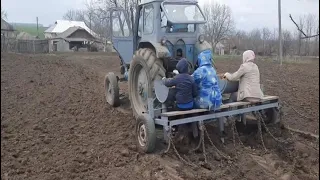 Нові сорти картоплі: як обирати та коли садити?