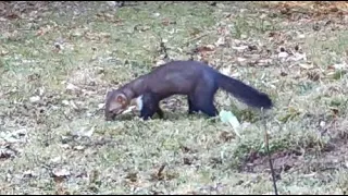 Mating Stone Martens, Marten behaviour and noises